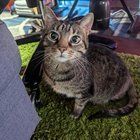 Found Cat in Dallas, Texas — listing photo
