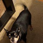 Lost Dog in Dallas, Texas — listing photo