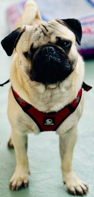 Lost Dog in Los Angeles, California — listing photo