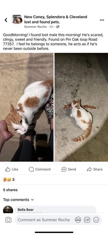 Found Cat in New Caney — listing photo