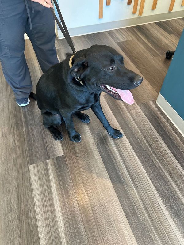 Found Dog in Cornelius — listing photo