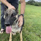 Found Dog in Milwaukee, Wisconsin — listing photo