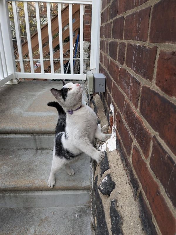 Lost Cat in Philadelphia, Pennsylvania — listing photo