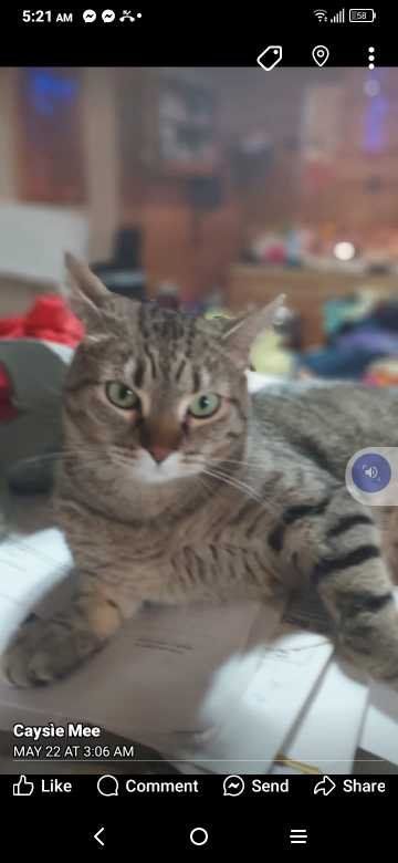 Lost Cat in Colorado 81052 — listing photo