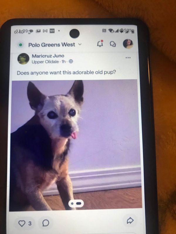Lost Dog in Bakersfield, California — listing photo