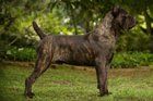 Found Dog in San Francisco, California — Dog Attack Bernal Heights - Owner Fled the Scene