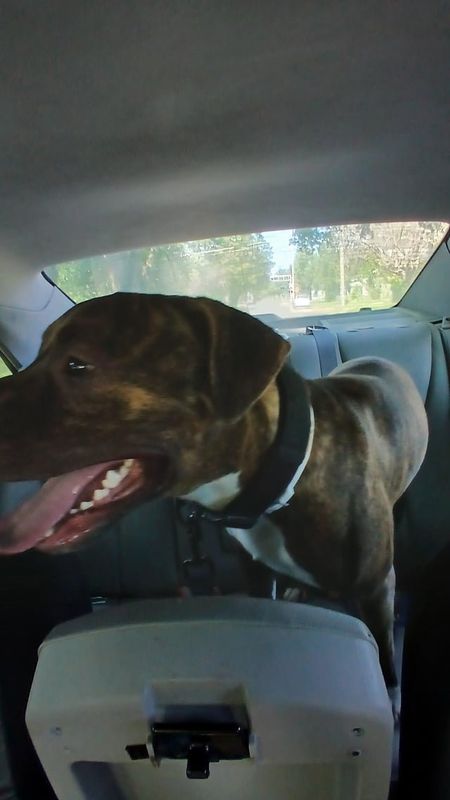 Lost Dog in Wichita, Kansas — listing photo