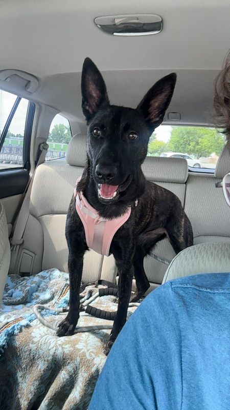 Lost Dog in Louisville, Kentucky — listing photo
