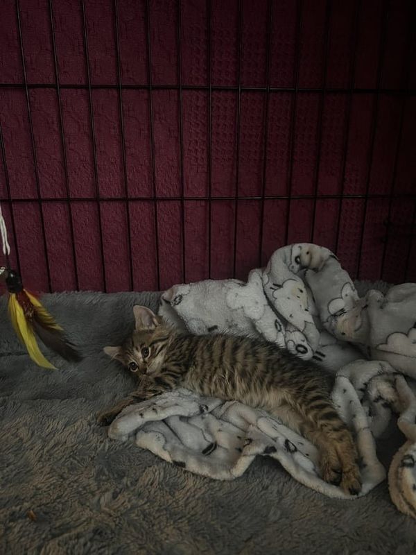 Found Cat in Winston-Salem, North Carolina — Low cost vet