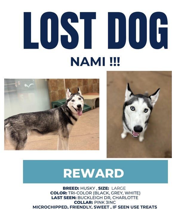 Lost Dog in Charlotte, North Carolina — listing photo