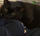 Lost Cat in Dayton, Ohio — My baby is missing. Her name is Annie.