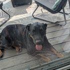 Found Dog in Oklahoma City, Oklahoma — listing photo