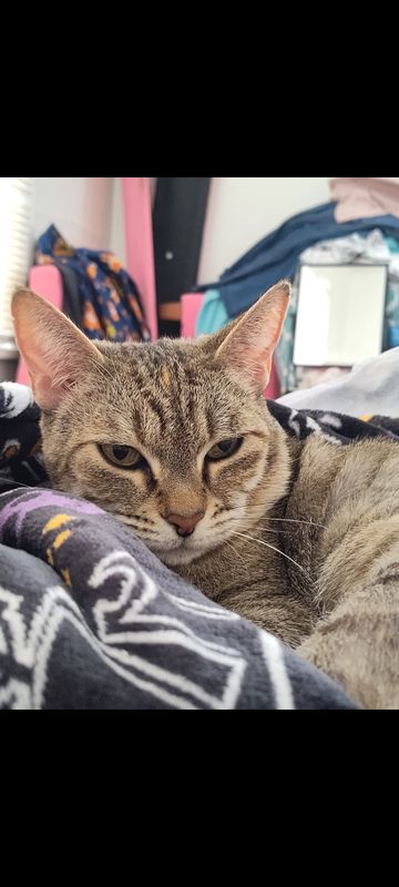Lost Cat in Oakland, California — listing photo