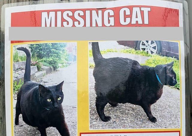 Lost Cat in Louisville, Kentucky — listing photo