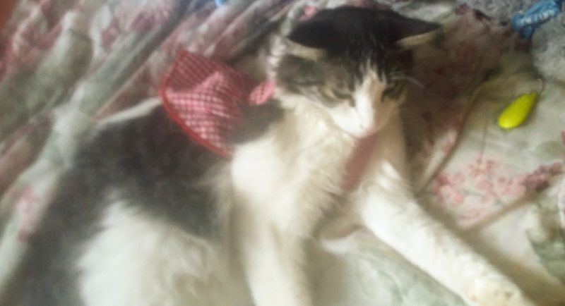 Lost Cat in El Paso, Texas — listing photo