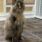 Lost Cat in Fort Worth, Texas — listing photo