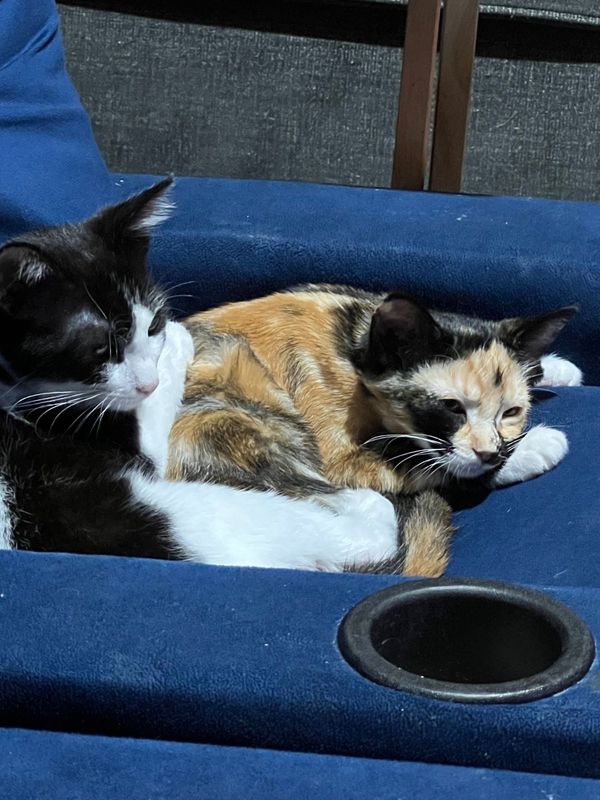 Lost Cat in West Covina, California — listing photo