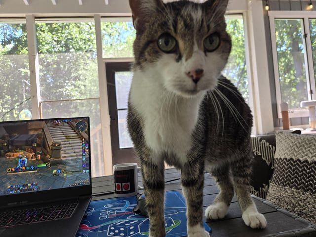 Lost Cat in Indianapolis, Indiana — listing photo