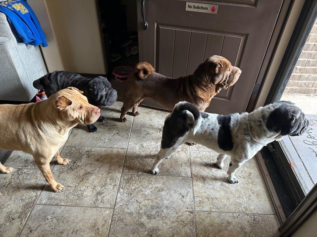 Lost Dog in Oklahoma City, Oklahoma — listing photo