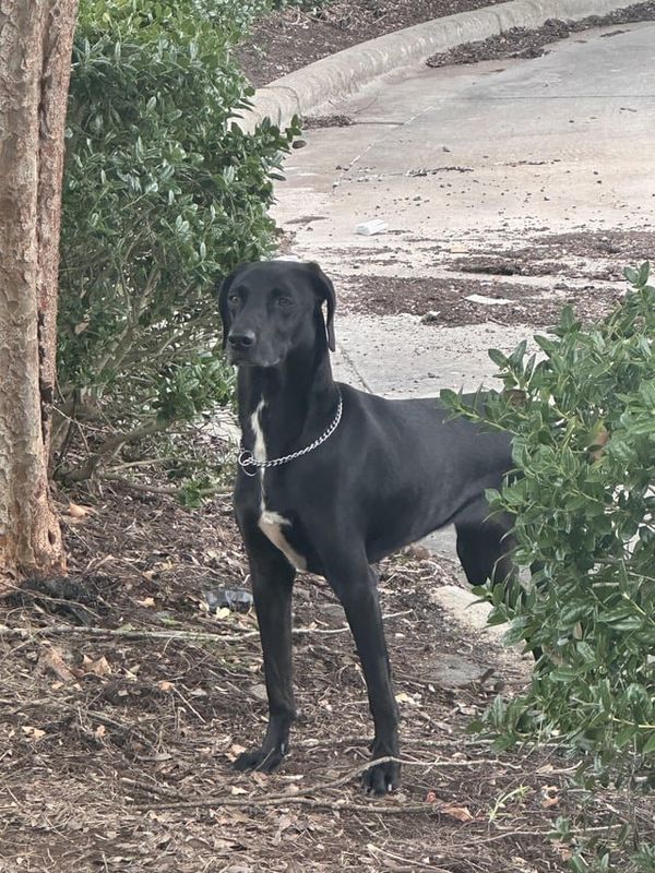 Lost Dog in Winston-Salem, North Carolina — listing photo