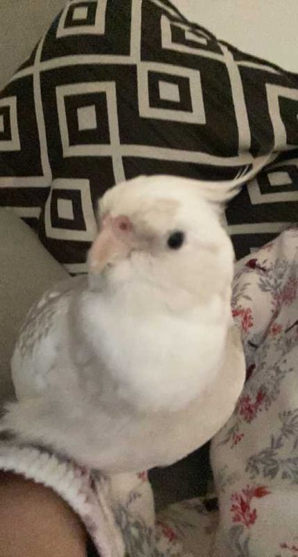 Lost Pet in Rosemead, California — listing photo