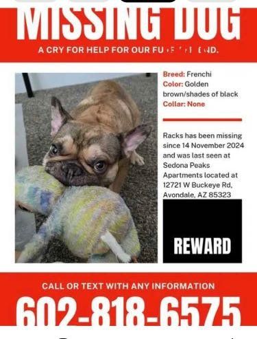 Lost Dog in Goodyear, Arizona — listing photo