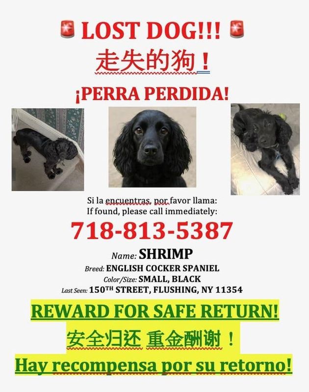 Lost Dog in New York, New York — listing photo