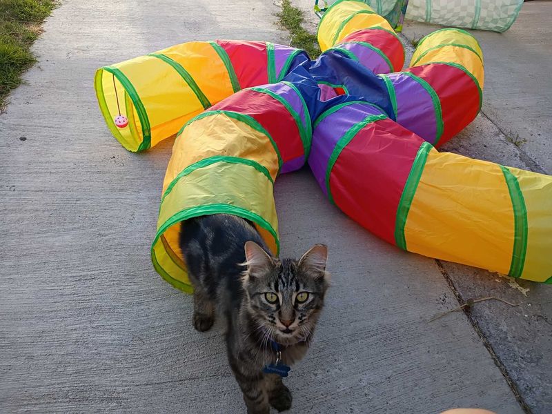 Lost Cat in Bloomington, Indiana — listing photo