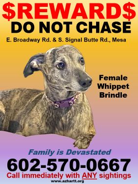 Lost Dog in Mesa, Arizona — listing photo