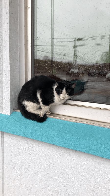 Found Cat in Chicago, Illinois — listing photo