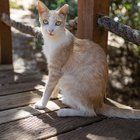 Lost Cat in Rescue — FKC's Cat of the Week: Mandarin!