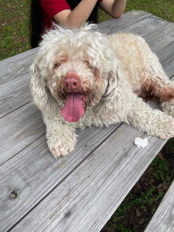 Found Dog in Spring — listing photo