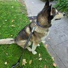 Lost Dog in Sacramento, California — Dog lost in Midtown