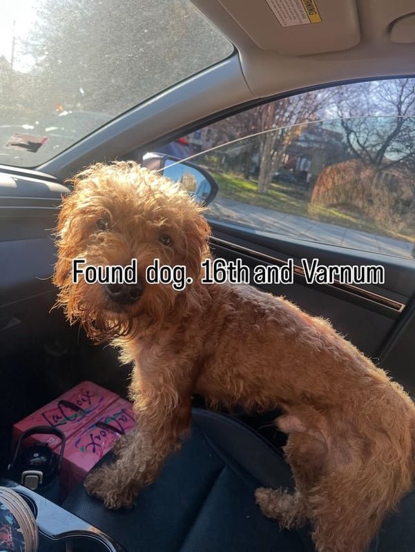 Found Dog in Washington, District of Columbia — listing photo