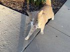 Lost Cat in San Diego, California — listing photo