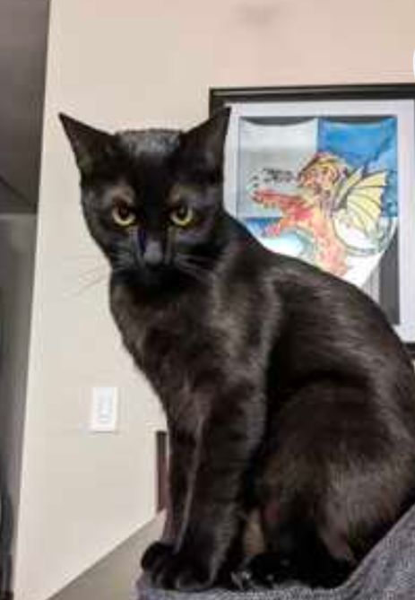 Lost Cat in San Diego, California — listing photo