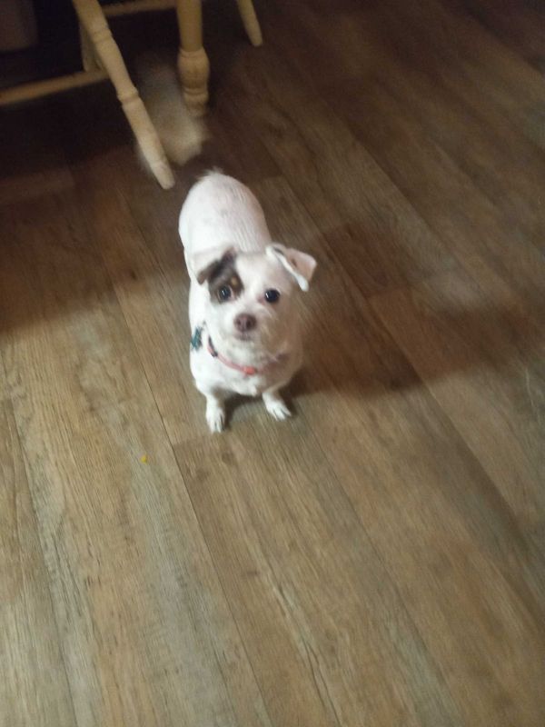 Lost Dog in Channelview — listing photo
