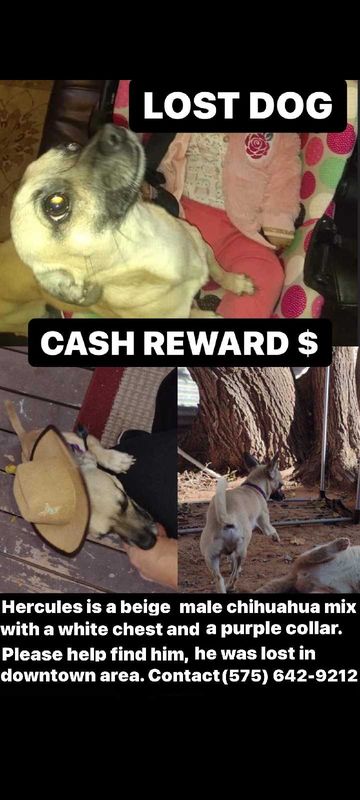 Lost Dog in Las Cruces, New Mexico — listing photo