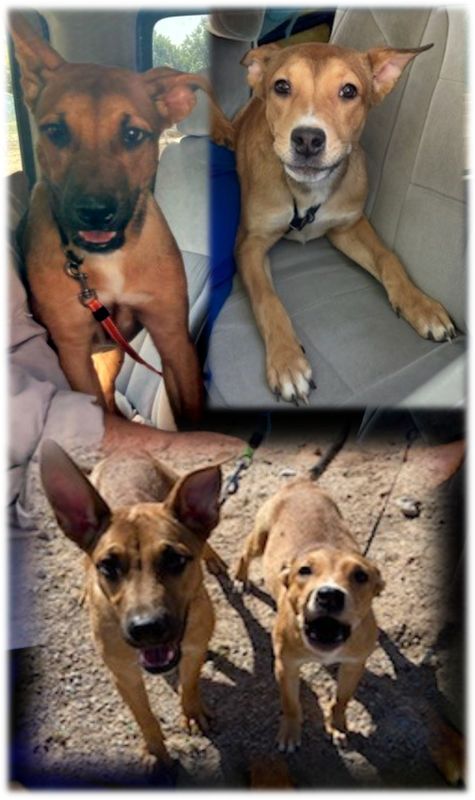 Found Dog in Las Cruces, New Mexico — listing photo