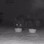 Lost Cat in San Diego, California — Anyone missing a black cat near North Park?