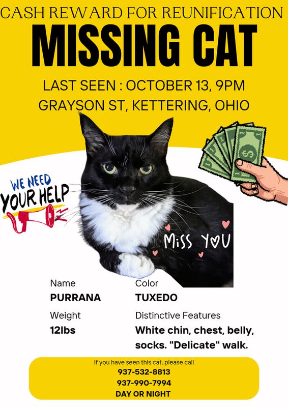 Lost Cat in Dayton, Ohio — listing photo