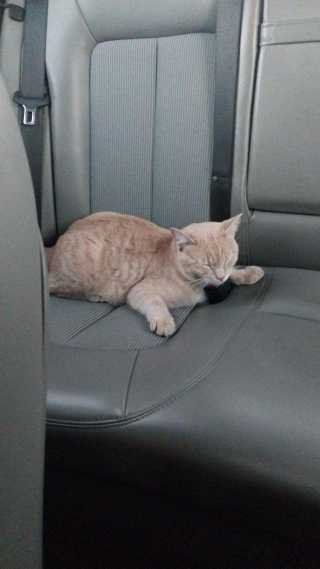 Lost Cat in Newcastle — listing photo