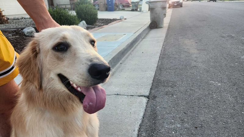 Lost Dog in Bakersfield, California — listing photo