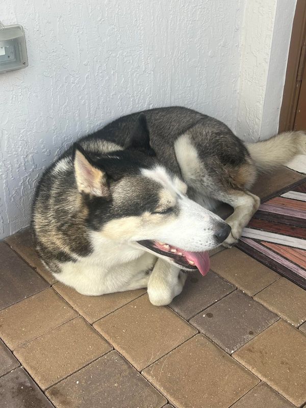 Found Dog in Miami, Florida — listing photo