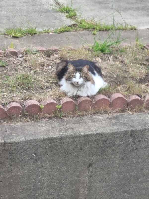 Lost Cat in K — Potentially lost cat spotted 4/25/26
