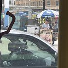Found Dog in Milwaukee, Wisconsin — Abortion is murder guy