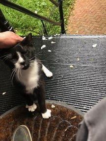 Lost Cat in Washington, District of Columbia — listing photo