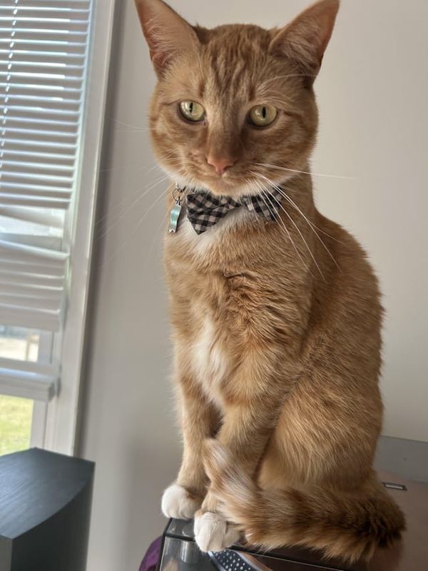 Lost Cat in Louisville, Kentucky — listing photo