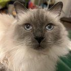 Lost Cat in Washington, District of Columbia — listing photo