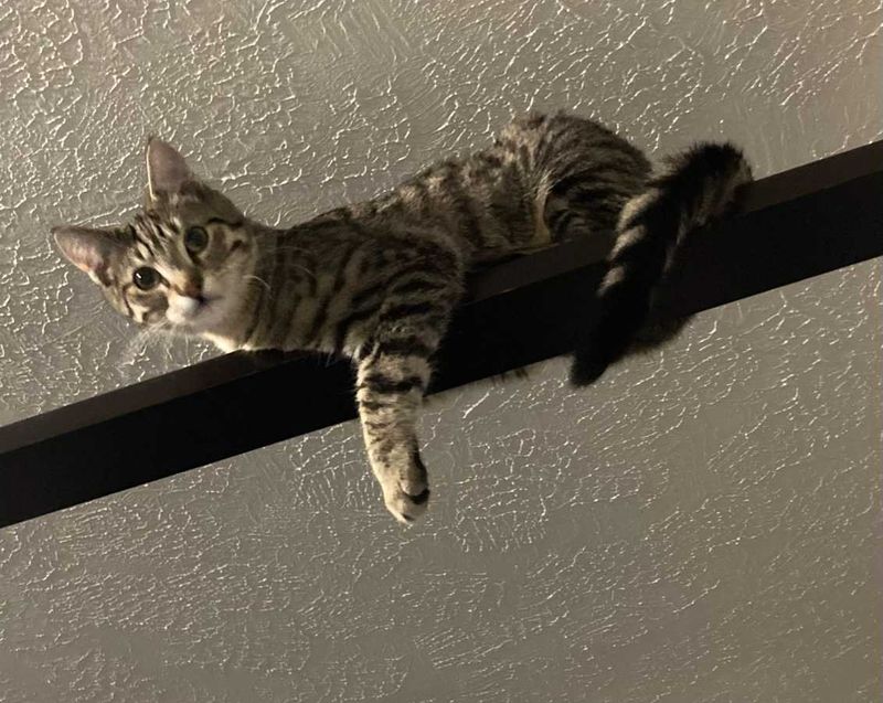 Lost Cat in Oklahoma City, Oklahoma — listing photo